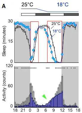 相比舒适的25℃，果蝇在寒冷的18℃早晨（横坐标0-3），睡眠时间增加、活动时间减少