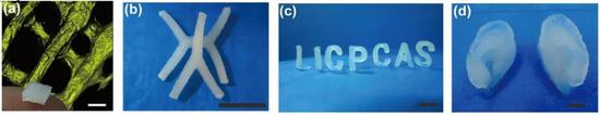 图3 3D打印水凝胶结构。（a）经典的3D网格结构，（b）水凝胶管，（c）水凝胶字母，（d）“耳朵”结构。标尺为10 mm。
