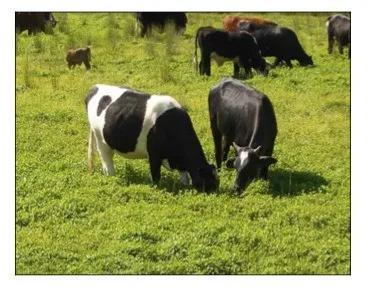 牛在一片空心莲子草中进食。图片来源：graham prichard