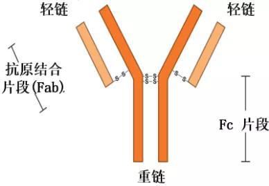 抗体结构示意图