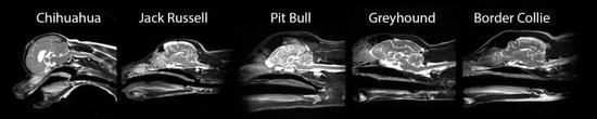 ▲部分宠物犬的大脑扫描结果（图片来源：参考资料[1]）