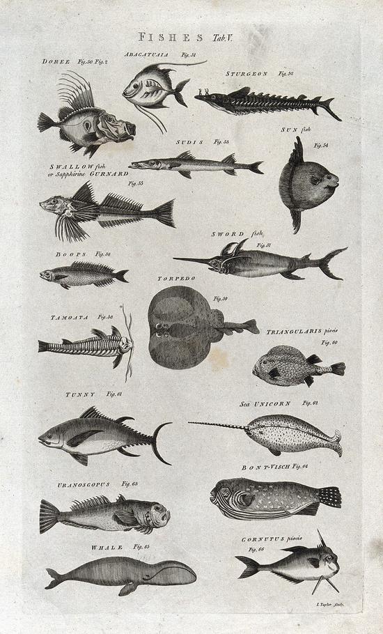 ▲一份包含17种鱼的木雕拓印，里面就包括鲸鱼。（来源：Wellcome Collection）