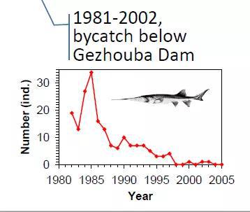  1981-2002年葛洲坝下游白鲟误捕量，图片由危起伟和张辉提供