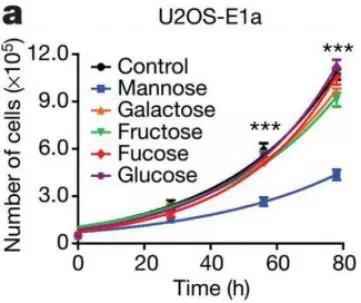 甘露糖对肿瘤的抑制作用图片来源https：//www.nature.com/articles/s41586-018-0729-3