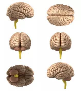 我们讨论的是上面这种“大脑”（图片来源：Veer图库）
