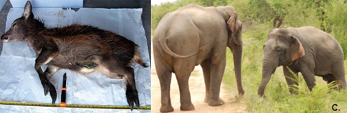 左图中，这只幼年的马鹿被淘汰，与其同龄的马鹿体重约为35kg，而它的重量却只有18.5kg。右图中，右侧的亚洲象患有侏儒症，肩高只有1.95m，照片里看上去像一个小胖墩。