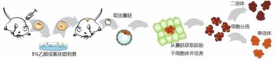 建立孤雌胚胎干细胞系的一种流程。图片来源：Wei Li et al。 （2014） Cell Stem Cell 编译：鬼谷藏龙