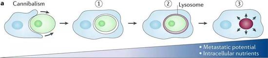  同类相食为癌细胞提供营养