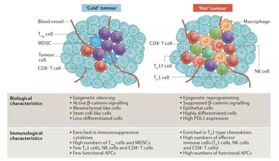 2017年认为的冷热肿瘤的特点[15]