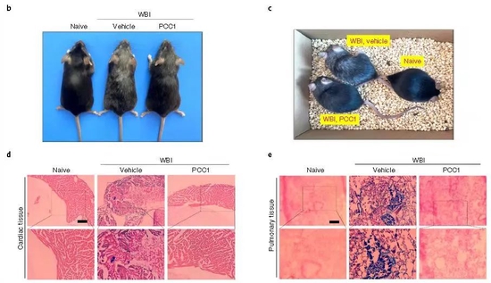 Naive为未处理小鼠，WBI为全身照射诱导衰老小鼠，其中Vehicle为衰老后用对照品治疗，PCC1为衰老后用PCC1治疗，图b、c展示了不同处理方式小鼠的外观，图d为小鼠心脏组织染色图，图e为小鼠肺组织染色图（图源：nature）