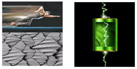 图1 鲨鱼皮泳衣（左）和生物电池（右）（图片来自网络）