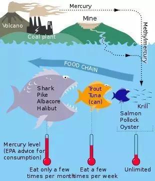 只要两滴,它就摧毁了一位科学家的大脑 食物链上层的水生生物体内富集着有机汞