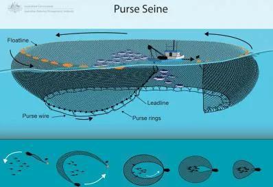 围网法。图片来源：afma.gov.au
