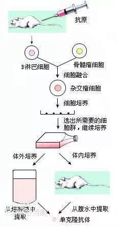 单克隆抗体的制备流程图（图片来源：百度）