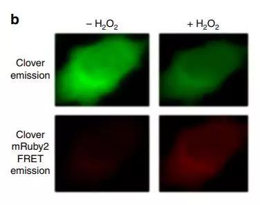 ▲在过氧化氢的影响下，这种传感器能让细胞发出红光（图片来源：《Nature Communications》）