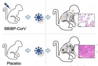  ▲接种BBIBP-CorV的猴子产生了高滴度中和抗体，接受攻毒后，肺部组织仍保持正常（图片来源：参考资料[1]）