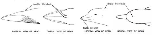 须鲸（左）齿鲸（右）示意图（改自 Marine mammal of the world 1st edition ）