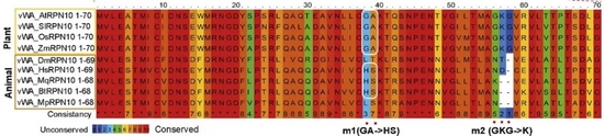 亚基RPN10的氨基酸序列中的38号和39号，植物体内为GA，昆虫体内为HS（图片来源：原论文）
