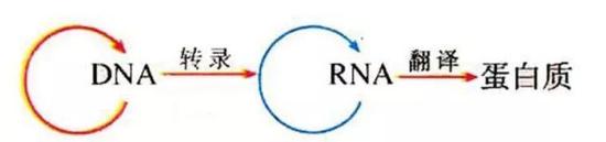 中心法则示意图：基于DNA和RNA的生命遗传信息的流动方向或传递规律