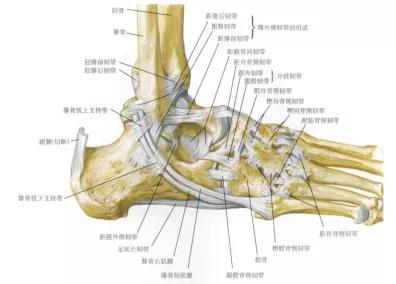 图4踝关节骨与韧带示意图图片来源：奈特人体解剖学图谱