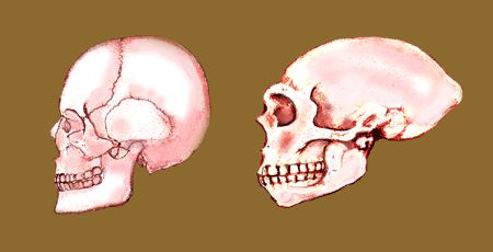 现代人类（左）的下颌骨短，面部也就不太突出，位置几乎在脑颅的正下方（图片来源：Alec Solomita）