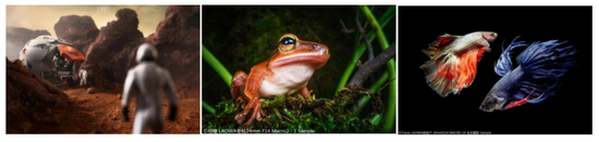 新浪科技综合|12月24日圣诞夜来袭 老蛙将有7款镜头新增L口