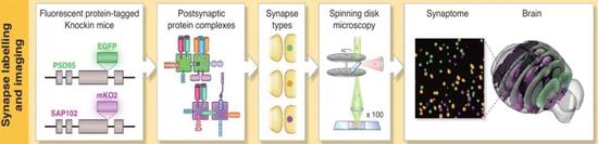 ▲在大脑切片上用不同颜色标记出不同的突触分子（图片来源：参考资料[3]）