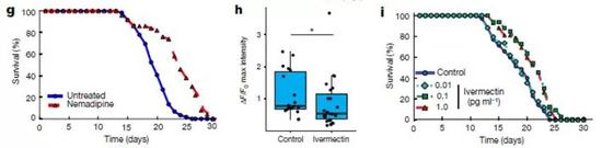 ▲降低神经兴奋性，线虫的寿命延长（图片来源：参考资料[1]）