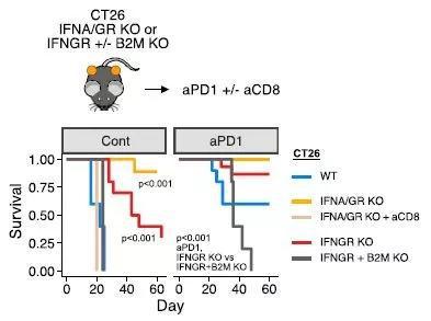  ▲在黑色素瘤小鼠中阻断肿瘤细胞的干扰素信号，提高抗PD-1疗法的效果（图片来源：参考资料[1]）