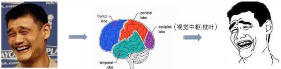 大脑视觉中枢处理视觉新闻的模式:选择性失明、特征性挑取 | 作者改编自网络素材