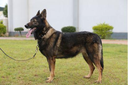 中国首次克隆警犬界的"福尔摩斯":"昆勋"李华警犬克隆