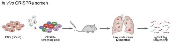 ▲利用CRISPRa筛选CTC中促进转移的基因（图片来源：参考资料[1]）
