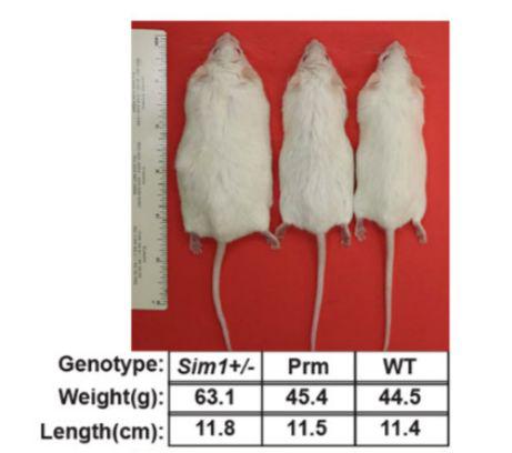 和肥胖小鼠（左）相比，接受了CRISPRa的小鼠（中），看起来和野生型（右）差不多（图片来源：参考资料[1]）