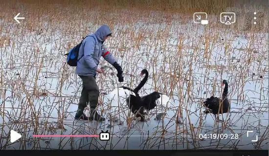 热心群众救助被冻在冰面上的天鹅宝宝，引起黑天鹅的护幼应激反应。来源：bilibili视频截图；拍摄：葫芦bj