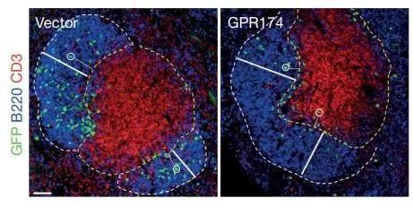 ▲表达GPR174的B细胞（绿色）更接近滤泡（蓝色）边缘与T细胞（红色）靠近的位置（图片来源：参考资料[1]）