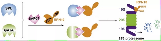 　　被SAP05抓住的两类蛋白，遭到了蛋白酶体的降解（图片来源：原论文）