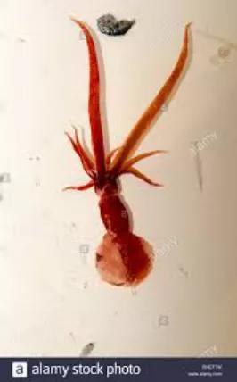 鞭乌贼的两条长长的触腕,覆盖着触腕鞘。图片来源:Mastigoteuthidae High Resolution Stock Photography and Images - Alamy