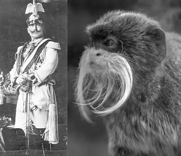 绢毛猴，因胡子酷似德国君主威廉二世而被命名为皇帝猴。