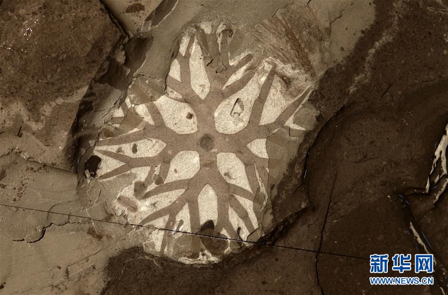 “清江生物群”中发现的分枝藻类化石。新华社发（西北大学供图）