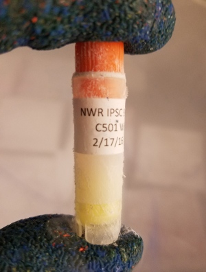 白犀牛灭绝了吗 ▲一管冷冻的北白犀的人工诱导干细胞。(来源:nature.com)
