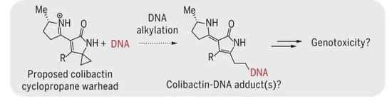  colibactin加合到DNA上（来自参考文献9）