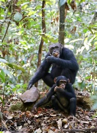 塔伊森林的黑猩猩用石块砸开坚果。图片：Liran Samuni / Taï Chimpanzee Project