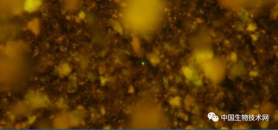 微生物恒久远，一“群”永流传：科学家成功唤醒一亿年前的生命