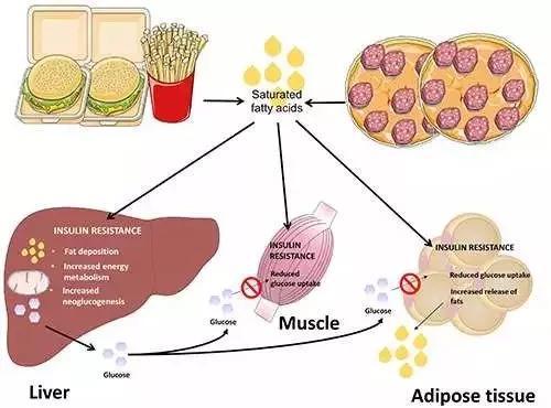 脂肪代谢途径图解图片