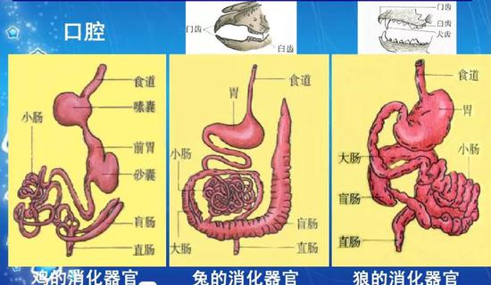 三类食性动物的消化系统区别（来源：百度文库）