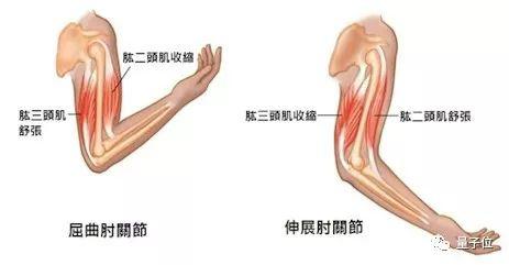日本用活体肌肉构建机械臂,人类与机器融合取得新突破
