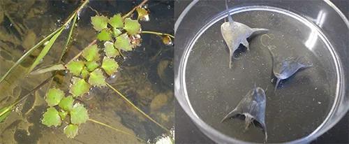 新浪科技综合@你吃的菱，是2角、4角还是0角？新浪科技综合2020-07-24 10:55:580阅