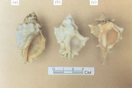 （a）红口岩螺，（c）染料骨螺，（b） 可以制作靛蓝和推罗紫的骨螺Murex trunculus 