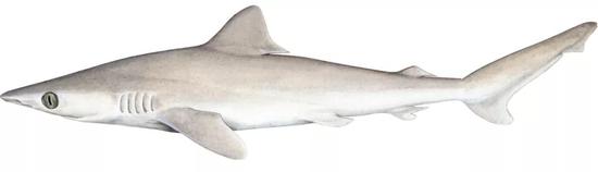 失落鲨。图片来源：wikipedia