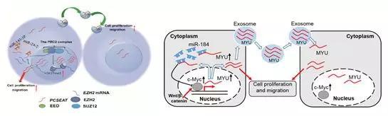 PCSEAT（左）和 MYU（右）分别在前列腺癌细胞中发挥促进细胞增殖、迁移能力的分子机理。PCSEAT 和 MYU 均可以通过被外泌体包裹的方式运输到细胞外环境，并被相应上受体细胞摄取，进而促进相应受体细胞的增殖和迁移能力。